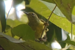 Anthreptes malacensis