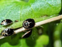 Brachyplatys subaeneus