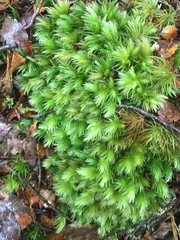Leucobryum