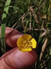 Ranunculus acris