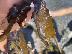 Fucus serratus