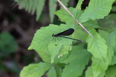 Atrocalopteryx atrata