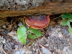 Fomitopsis mounceae