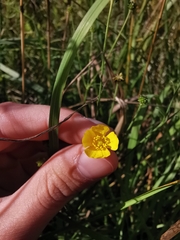 Ranunculus acris