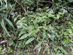 Eupatorium makinoi