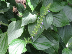 Salvia xalapensis