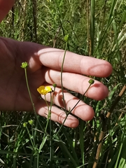 Ranunculus acris