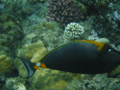 Naso elegans