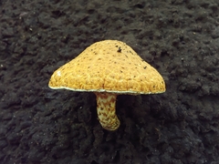 Lepiota spiculata