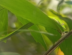 Ahaetulla prasina