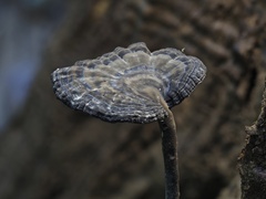 Sanguinoderma rugosum