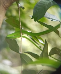 Ahaetulla prasina