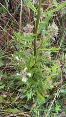 Pedicularis lanceolata