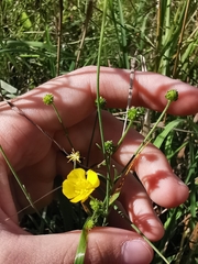 Ranunculus acris