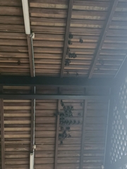 Cynopterus brachyotis