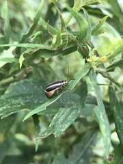 Trirhabda canadensis
