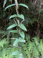 Dioscorea japonica