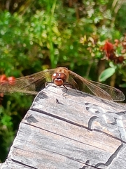 Sympetrum striolatum