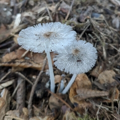 Coprinopsis lagopus