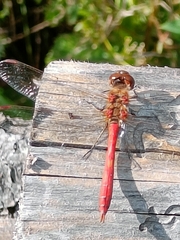 Sympetrum striolatum