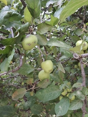 Malus domestica