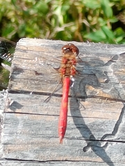 Sympetrum striolatum
