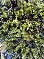 Pseudanomodon attenuatus