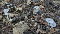 Coprinopsis lagopus