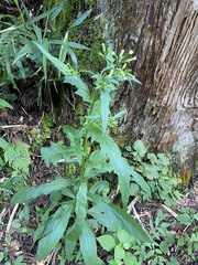 Erechtites hieraciifolius