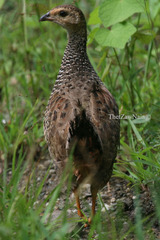 Francolinus pintadeanus