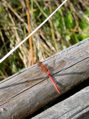Sympetrum striolatum