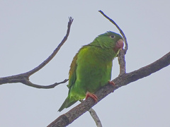 Brotogeris jugularis