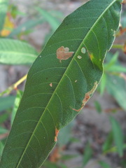 Calybites phasianipennella