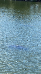 Trichechus manatus