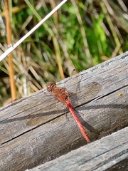 Sympetrum striolatum