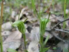 Pterostylis dilatata