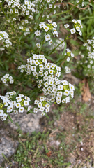 Lobularia maritima