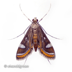 Strepsinoma croesusalis