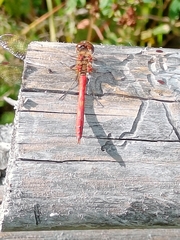 Sympetrum striolatum