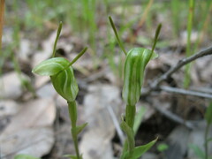 Pterostylis dilatata