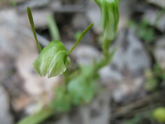 Pterostylis dilatata