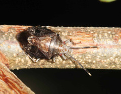 Antiteuchus