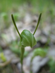 Pterostylis dilatata