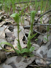 Pterostylis dilatata