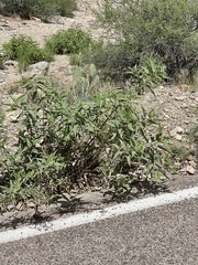 Ambrosia ambrosioides