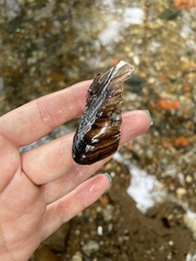 Unionoidea