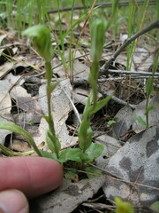 Pterostylis dilatata