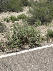 Ambrosia ambrosioides