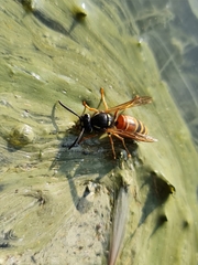 Vespula rufa