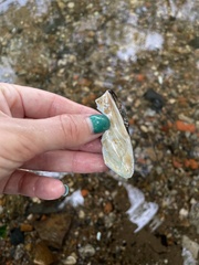 Unionoidea